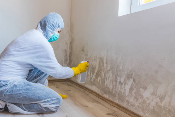 Licensed Mold Inspection service in Rapid City, MI - WQB Mold Removal