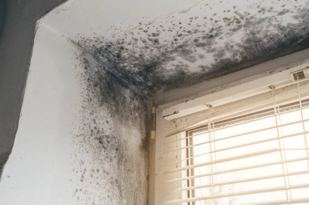 Affordable Mold Inspection solutions in Rapid City, MI