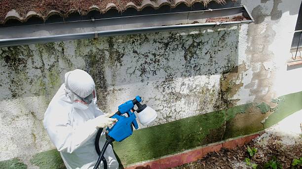 Top rated local Mold Inspection specialists in Rapid City, MI